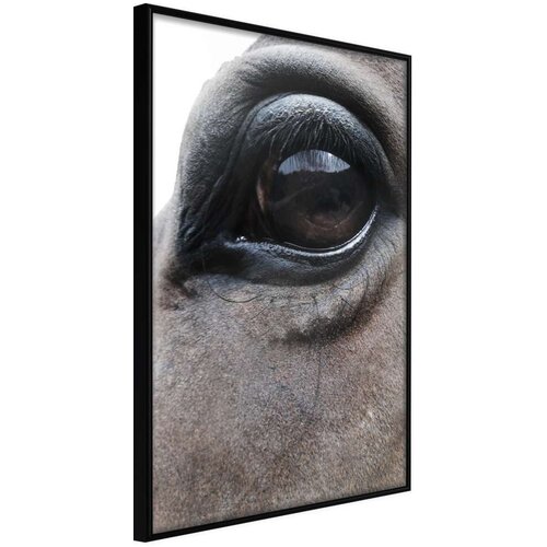  Poster - Gentle Eyes 40x60 Cene