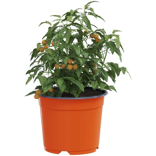 Okrugla saksija za cveće 100 pcs Terakota &amp;Oslash; 10 x 8 cm Plastika Slike
