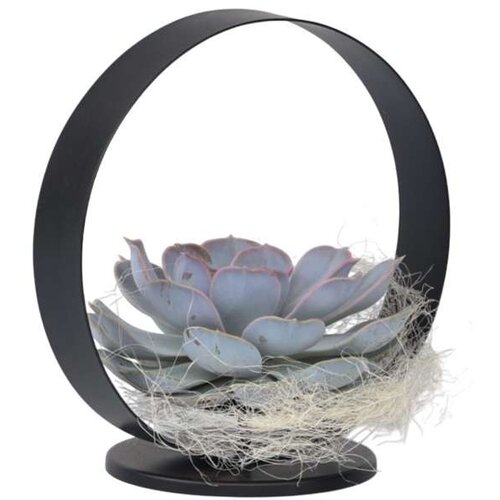 Plant in a Box eševerija 'black metal ring' - echeveria lilacina - višina 20cm, (21757896) Cene