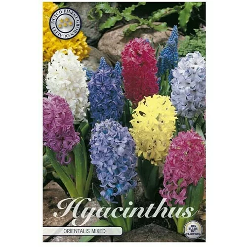  cvjetne lukovice Zumbul Orientalis Mixed (Mješane boje, Botanički opis: Hyacinthus)