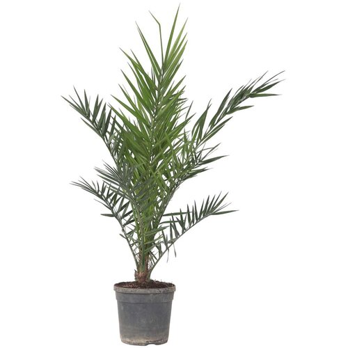 Plant in a Box kanarski datljevec - phoenix canariensis - vi&amp;scaron;ina 80-100cm - ⌀19cm, (21757575) Slike