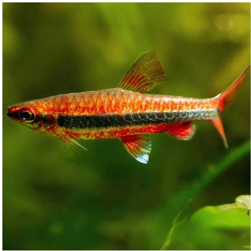 Akvarijum Centar Nannostomus Beckfordi Cene