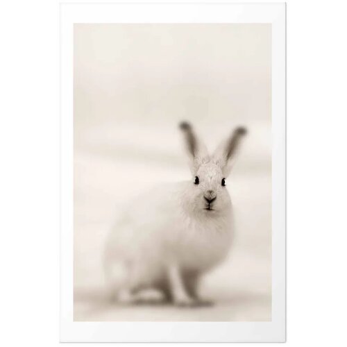  Plakat - Fearful Look 40x60 Bez okvira s margom Slike