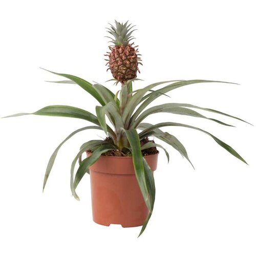 Plant in a Box ananas - ananas comosus 'mi amigo' - višina 35-45cm - ⌀12cm, (21758155) Cene