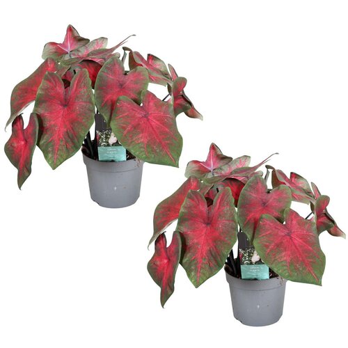 Plant in a Box kaladij - 2 kos - caladium 'postman joyner' - višina 25-40cm - ⌀12cm, (21758100) Cene