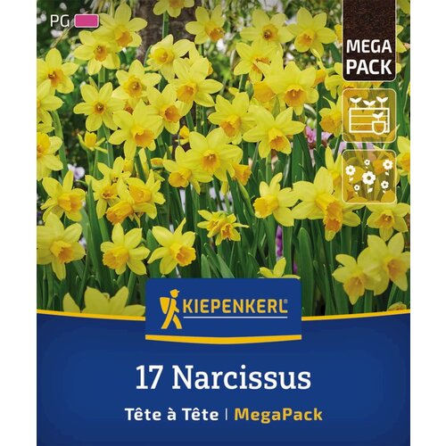 KIEPENKERL Mega pakiranje narcis &amp;quot;T&amp;ecirc;te &amp;agrave; T&amp;ecirc;te&amp;quot; - 17 k. Slike