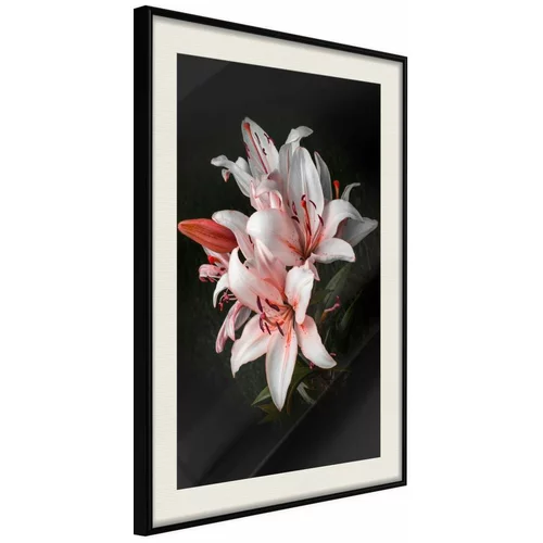  Poster - Pale Pink Lilies 20x30
