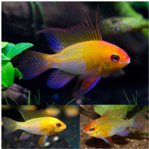 Akvarijum Centar gold ram Cene