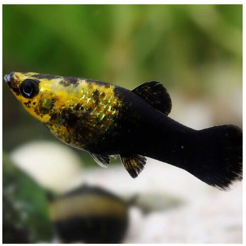 Akvarijum Centar Poecilia sphenops var. - Gold dust moli Cene