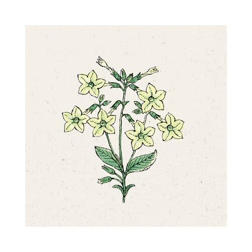 Jora Dahl Nicotiana alata "Lime Green" Cene