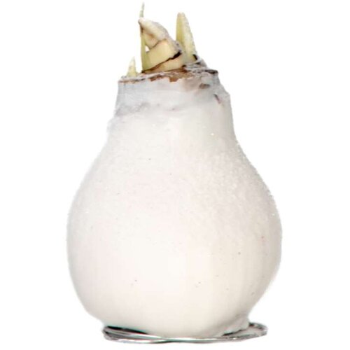 Plant in a Box Amarilis - Hippeastrum 'Wax Snow White' - Cvetna čebulica - Rdeča, (21739765) Cene