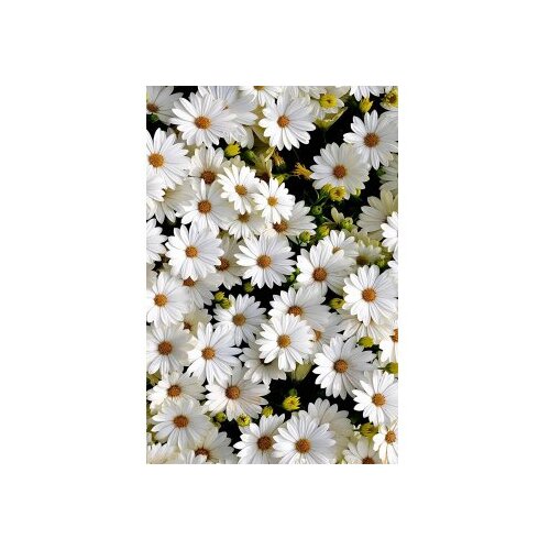 Conceptum Hypnose tepih (180x280) HMNT521 Slike