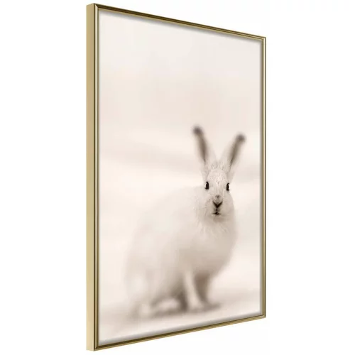  Poster - Curious Rabbit 20x30