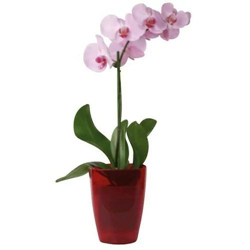  Tegla za orhideju (Plastika, Svijetlo crvene boje)
