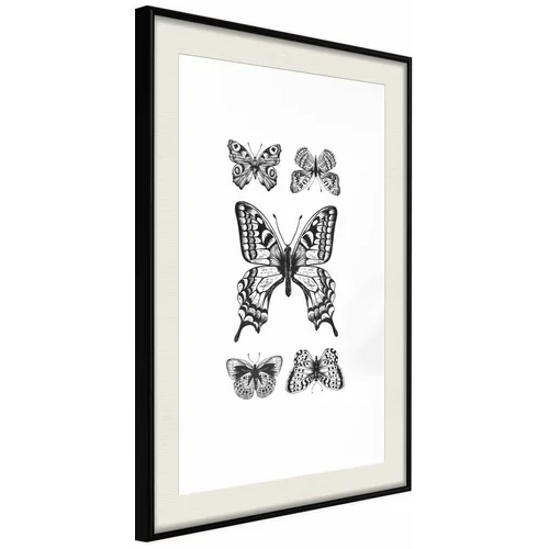  Poster - Butterfly Collection IV 20x30
