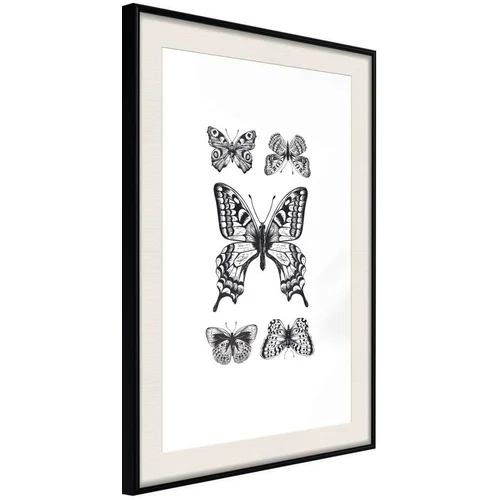  Poster - Butterfly Collection IV 20x30