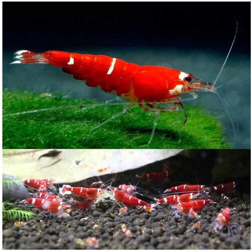 Akvarijum Centar Red crystal shrimp Cene
