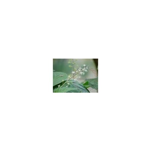 Oshadhi etericno ulje Paculi 10ml Slike