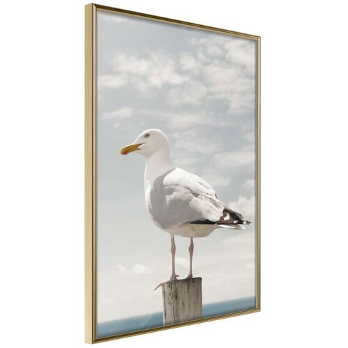  Poster - Curious Seagull 30x45 Slike