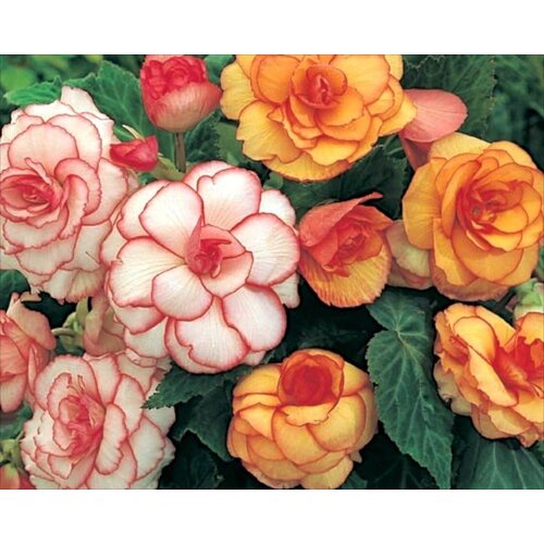 Royal De Ree Lukovica Begonija - Begonia Picotee Mix 3/1 Cene