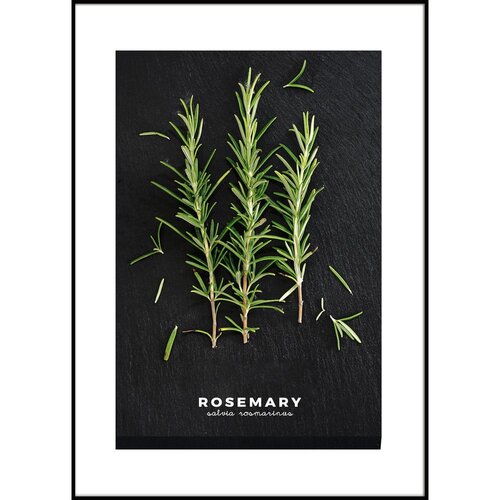 Styler Plakat v okvirju 50x70 cm Rosemary - Styler Slike