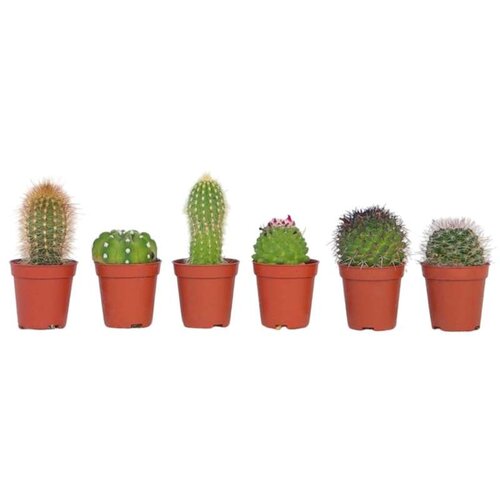 Plant in a Box mešanica za mini kaktuse - 6 kos - cactus - višina 5-10cm - ⌀5,5cm, (21758028) Cene