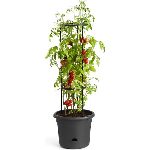 ELHO Okrasni lonec green basics za paradižnik 33 cm Slike