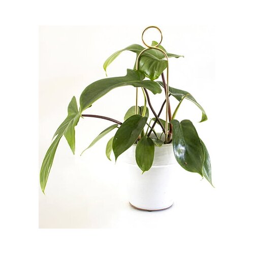 Botanopia Pomoč za plezalke "Mini Plant Stake" - Gold - Pompom Cene