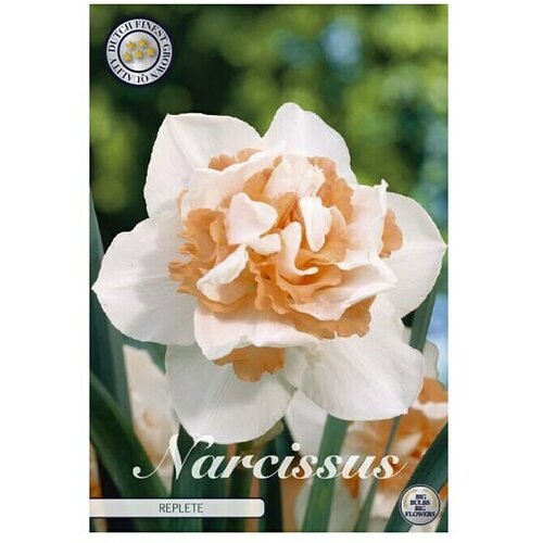  Cvjetne lukovice Double Narcisa Replete (Bijela, Botanički opis: Narcissus) Slike