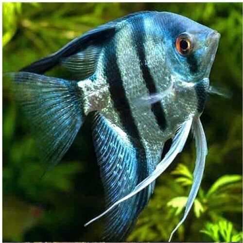 Akvarijum Centar blue zebra angelfish Cene