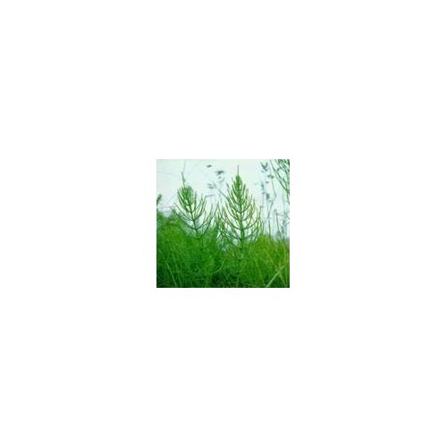 INSTITUT DR JOSIF PANČIĆ Institut Josif Pančić Čaj rastavić herba, 50g Cene