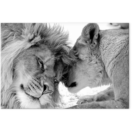  Slika - Lion\&amp;#039;s Love 120x80 Na talijanskom platnu Slike