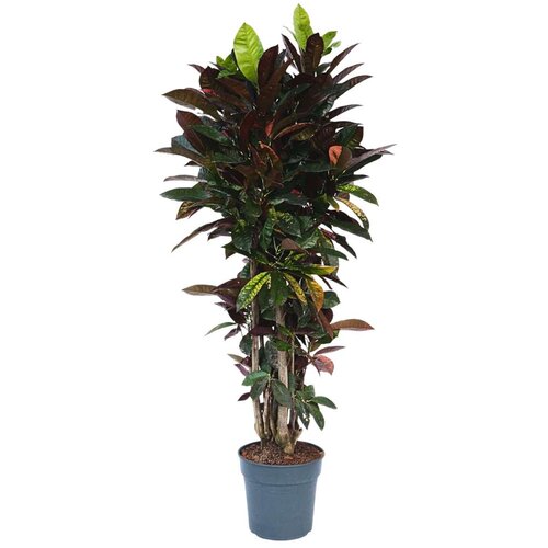 Plant in a Box kroton - codiaeum variegatum 'mrs. iceton' - višina 140-150cm - ⌀31cm, (21758006) Cene