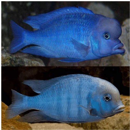Akvarijum Centar Blue dolphin cichlid Cene