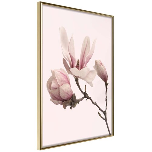  Poster - Blooming Magnolias II 40x60 Slike