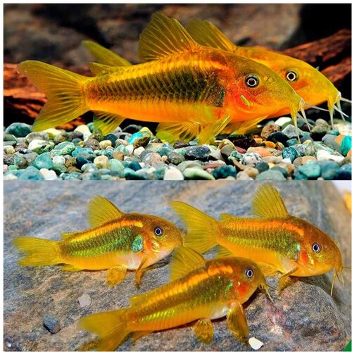Akvarijum Centar Gold laser cory Cene