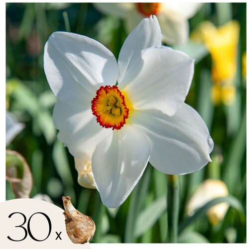 Plant in a Box Čebulice narcis - 30 kos - Narcissus 'Recurvus' - Cvetne čebulice - Pamet, (21755661) Cene