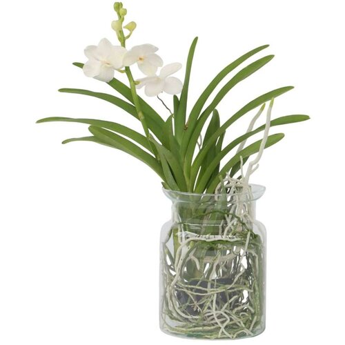 Plant in a Box Orhideja vanda - Vanda 'White' - Višina 40-50cm - ⌀14cm, (21757964) Cene