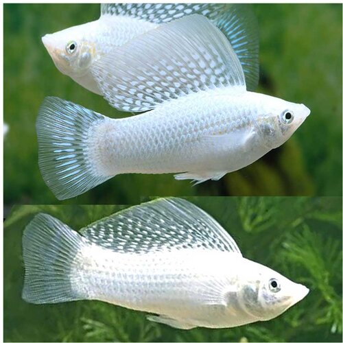 Akvarijum Centar Platinum molly Cene
