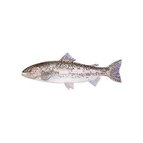 Nepoznato Pastrmka kalifornijska 1kg Cene