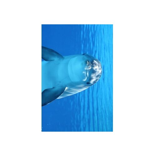 Conceptum Hypnose tepih (100x150) WOOKECE068 Cene