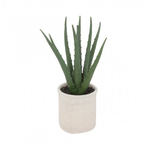 Atmosphera ukrasna biljka u saksiji ALOE Slike