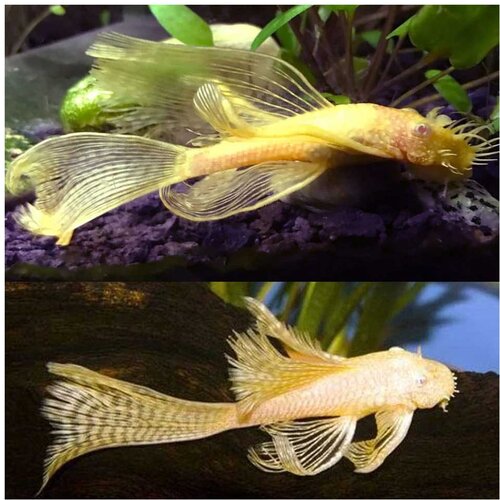 Akvarijum Centar Longfin albino ancistrus Cene
