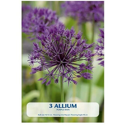  Cvjetne lukovice Allium Purple Rain (Ljubičasta, Botanički opis: Allium) Cijene