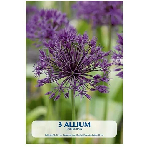  Cvjetne lukovice Allium Purple Rain (Ljubičasta, Botanički opis: Allium)