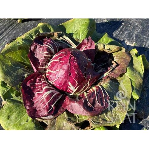 ReinSaat Radič "Rossa di Chioggia/Vesuvio" - 1 pkt. Cene