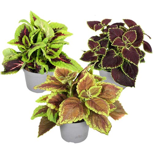 Plant in a Box coleus - 3 kos - plectranthus scutellarioides - višina 25-40cm - ⌀13cm, (21758258) Cene