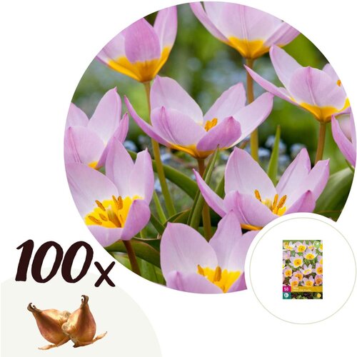 Plant in a Box Tulipani čebulice - 100 kos - Tulipa bakeri 'Lilac Wonder' - Cvetne čebulice, (21755677) Cene