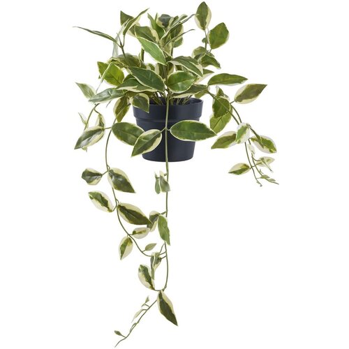 House Nordic Umetna rastlina (višina 33 cm) Hoya Carnosa – Cene