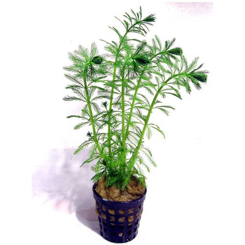 Rainforest Myriophyllum aquaticum Cene
